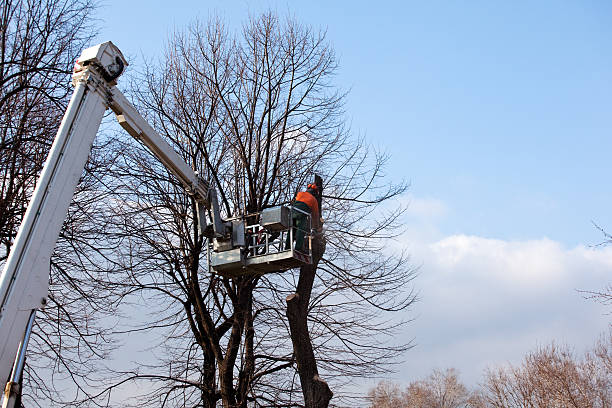 Best Tree Cabling and Bracing  in Grant Valkaria, FL