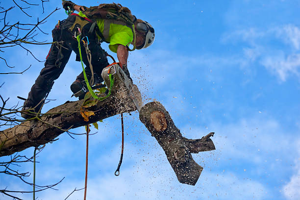 How Our Tree Care Process Works  in  Grant Valkaria, FL