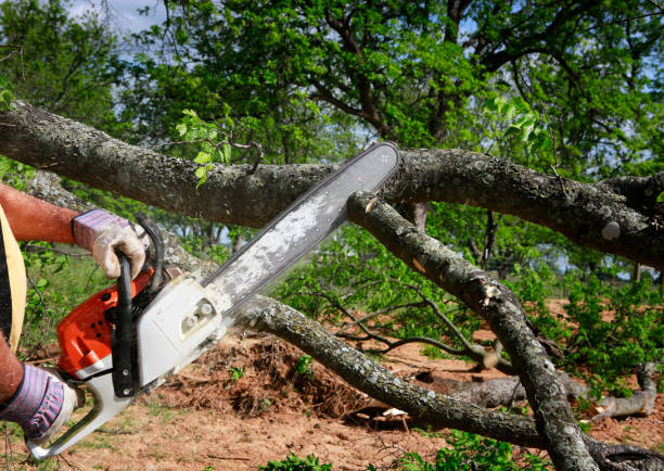 Best Arborist Consultation Services  in Grant Valkaria, FL